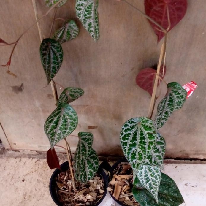 Terlaris Ready Bibit Sirih Merah/Tanaman Sirih Herbal/Pohon Sirih Merah/Benih Sirih