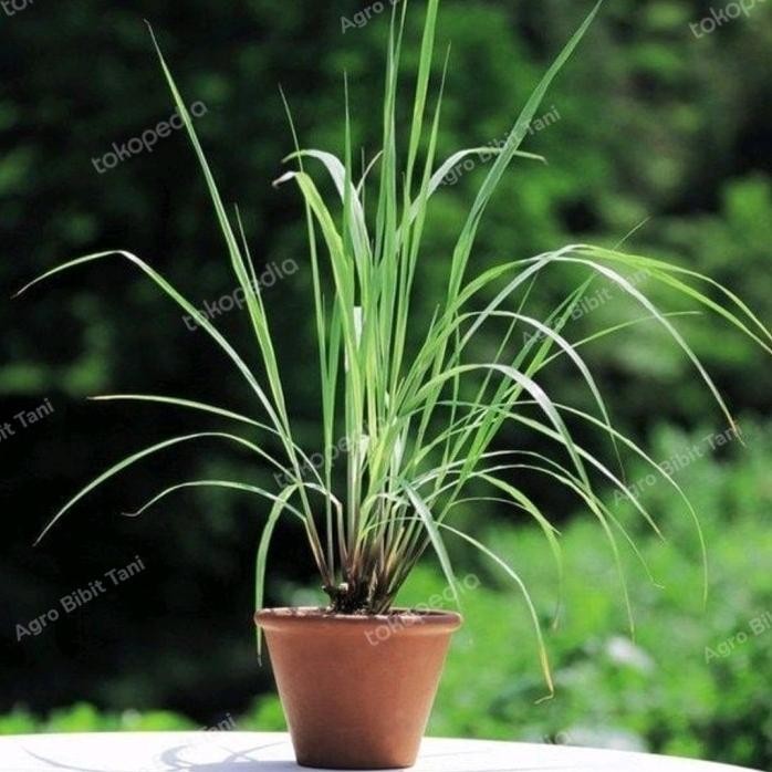 

Terlaris Bibit Sereh Merah,Serai Wangi,Sere Bumbu-Pohon Tanaman Herbal