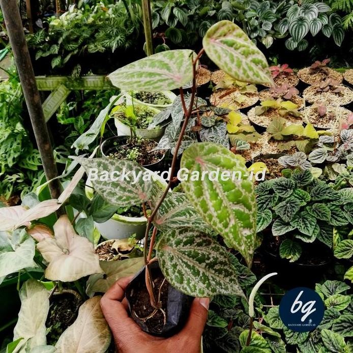 

Terlaris Asli! Bibit Tanaman Daun Sirih Merah/ Pohon Sirih Hidup/ Obat Herbal