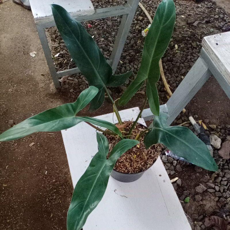 Tanaman Hias Philodendron Mexicanum - Philo Mercy
