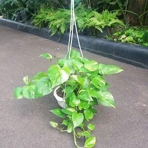 

Terlaris Terlaris Dan Terbaik Bibit Sirih Gading