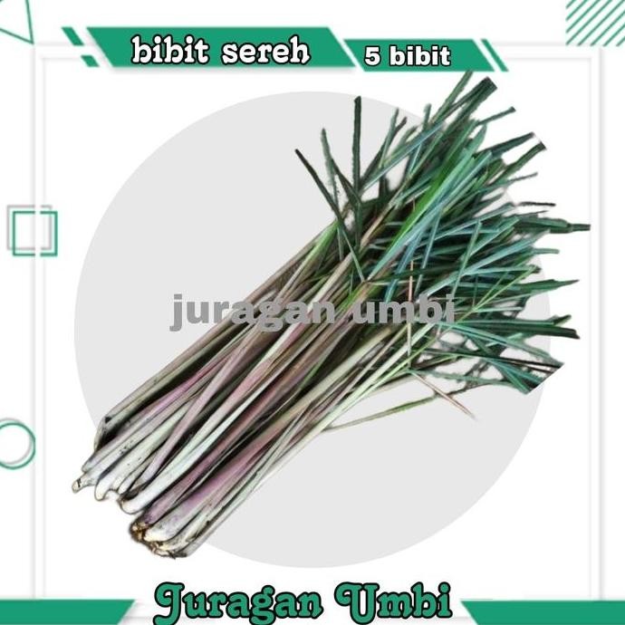 

Terlaris Bibit Sereh Bumbu Dapur Isi 5 Pcs