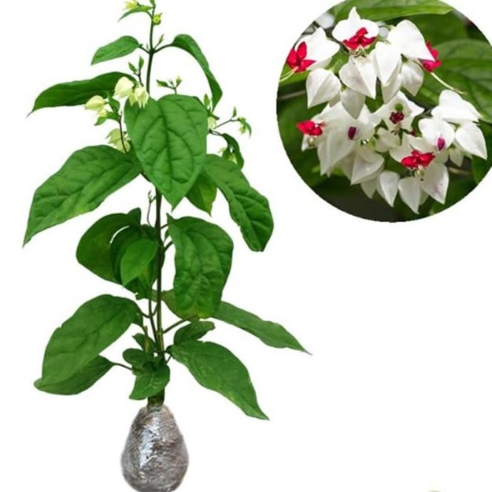 

Terlaris Bibit Taman Hias Bunga No Makan Sirih Merah Putih Bleeding Heart Vine