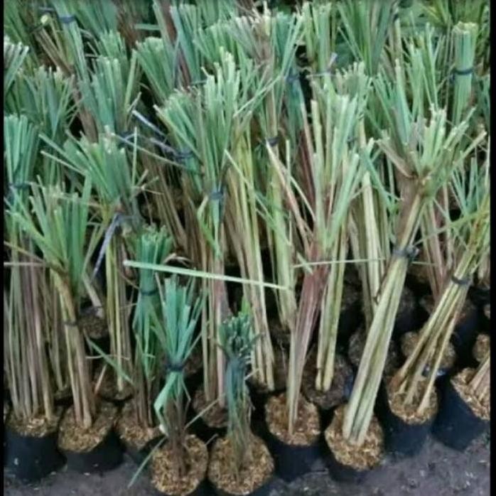 

Terlaris Bibit Sereh / Serai Wangi