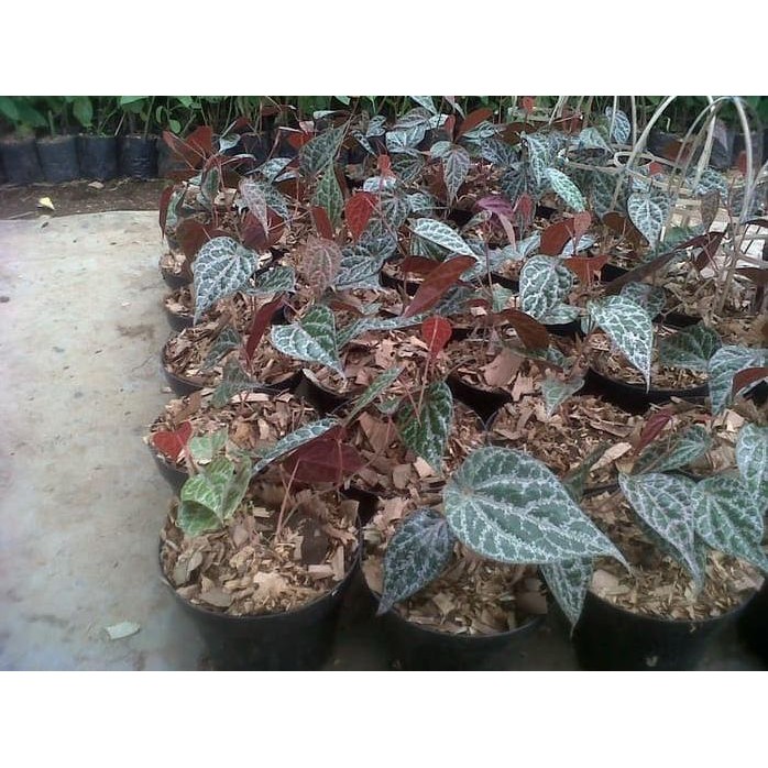 

Terlaris Bibit Tanaman Sirih Merah Kualitas Petani Dan Murah