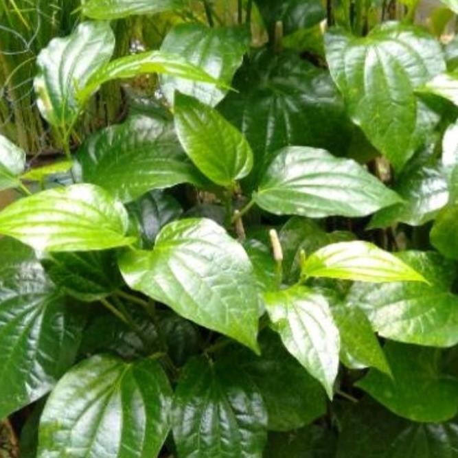 

Terlaris Bibit Tanaman Keruk, Sirih Keruk, Tanaman Herbal