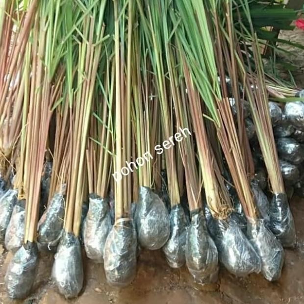 

Terlaris Bibit Tanaman Herbal Pohon Sereh Ngi - Sereh Merah Mmz