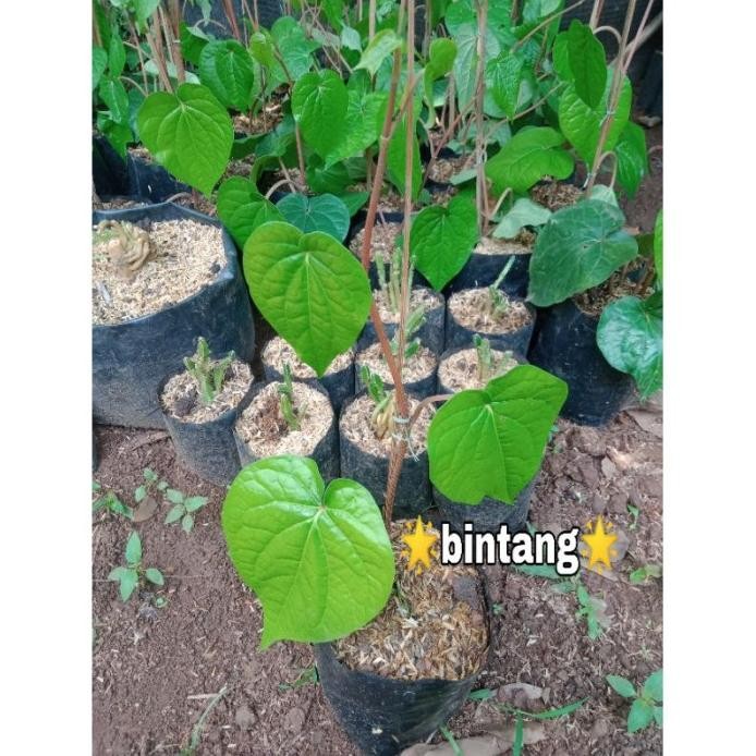

Terlaris Tanaman Herbal Sirih Hijau - Bibit Tanaman Herbal Daun Sirih