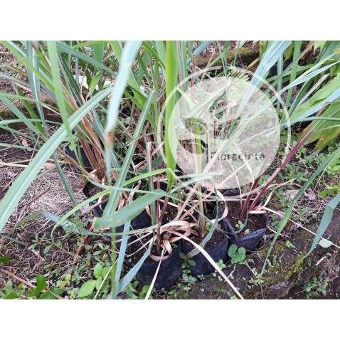 

Terlaris Bibit Pohon Sereh Wangi / Tanaman Serai Merah / Minyak Herbal