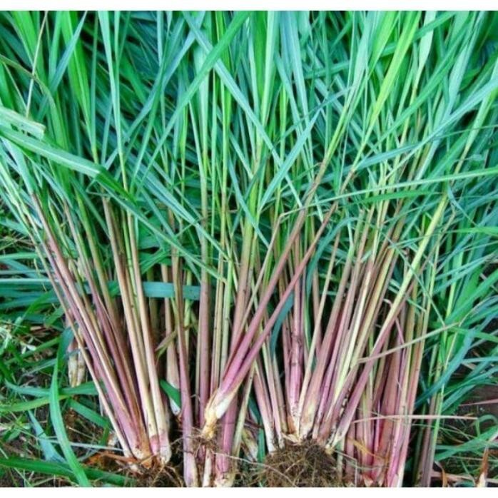 

Terlaris Sereh Merah Sereh Wangi Bibit Tanaman Serey Langka