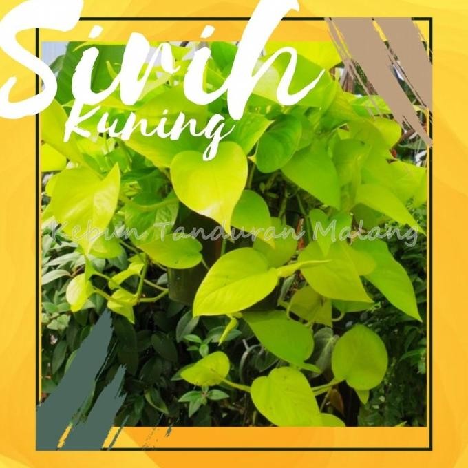 

Terlaris Bibit Tanaman Herbal Sirih Kuning Tanaman Obat Hidup Tahan Panas