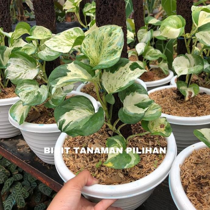 

Terlaris Tanaman Siirh Gading Manjula Epipremnum Bibit Photos Gading Keong Indoor Outdoor Sirih Gantung Rambat