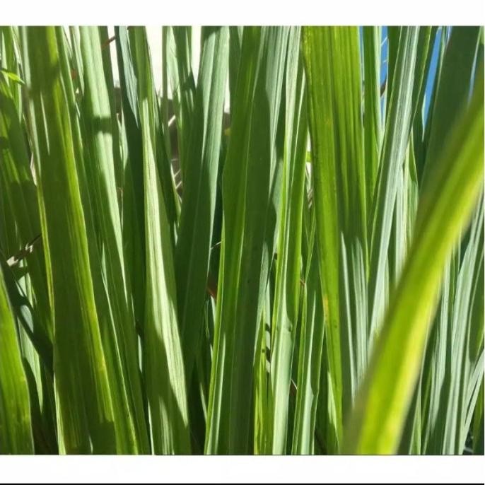 

Terlaris Bibit Sereh Wangi/Obat Herbal Sereh Wangi/Sereng Wulung Murah Neto 100Gram