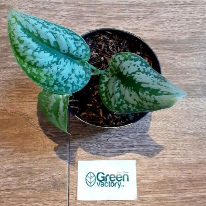 

Terlaris Philodendron Scindapsus Exotica - Bibit Tanaman Hias Sirih Gading