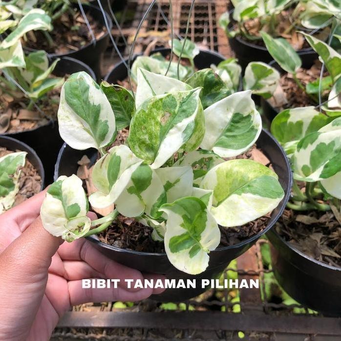 

Terlaris Tanaman Sirih Njoy Epipremnum Pothos Indoor Varigata Rimbun Bibit Sri Gading Gantung Rambat Srigading Aureum