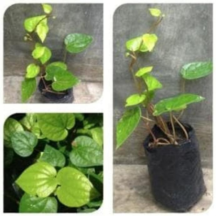 

Terlaris Bibit Tanaman Obat Daun Sirih Hijau Pohon Sirih Hijau Siap Tanam