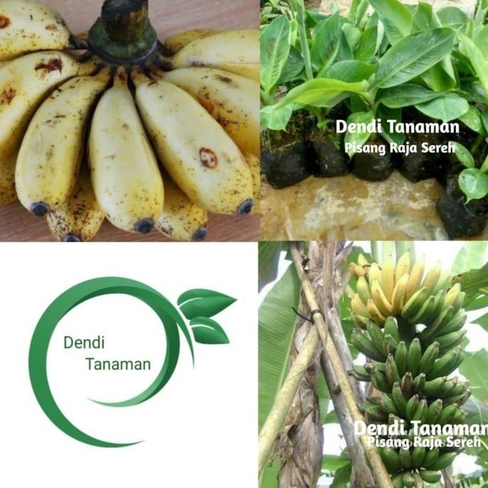 

Terlaris Bibit Pohon Pisang Raja Sereh / Buah Pisang Raja 00222 Segar Azz