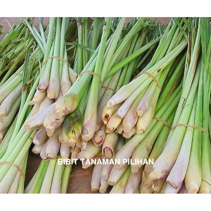 

Terlaris Bibit Sereh Sayur Serai Bumbu Tanaman Dapur Masak Resto