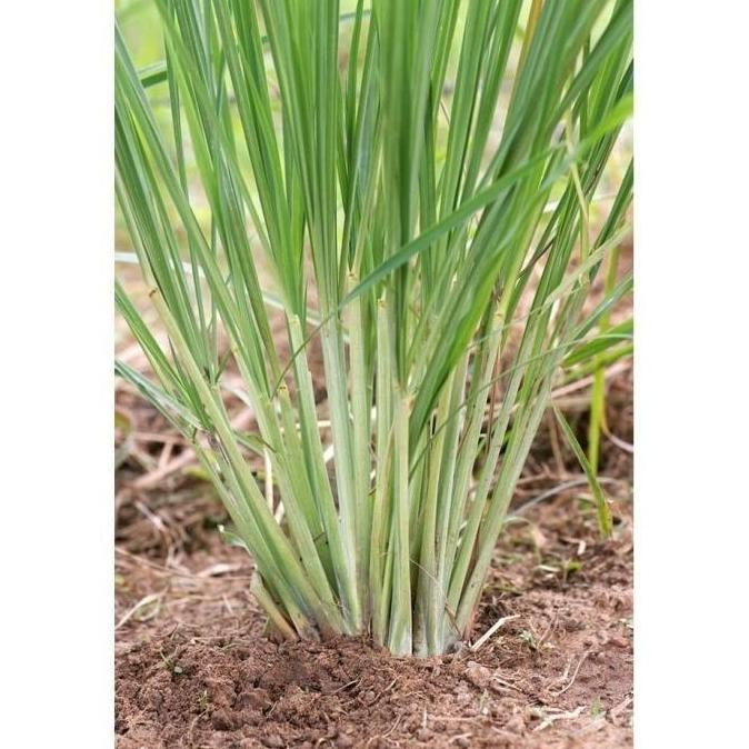 

Terlaris Jual Bibit Sereh Sayur,Bibit Tanaman Herbal Sereh Putih Perbatang