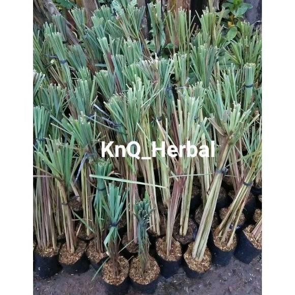 

Terlaris Bibit Sereh Wangi Serai Merah Lanang Siap Tanam 1Kg