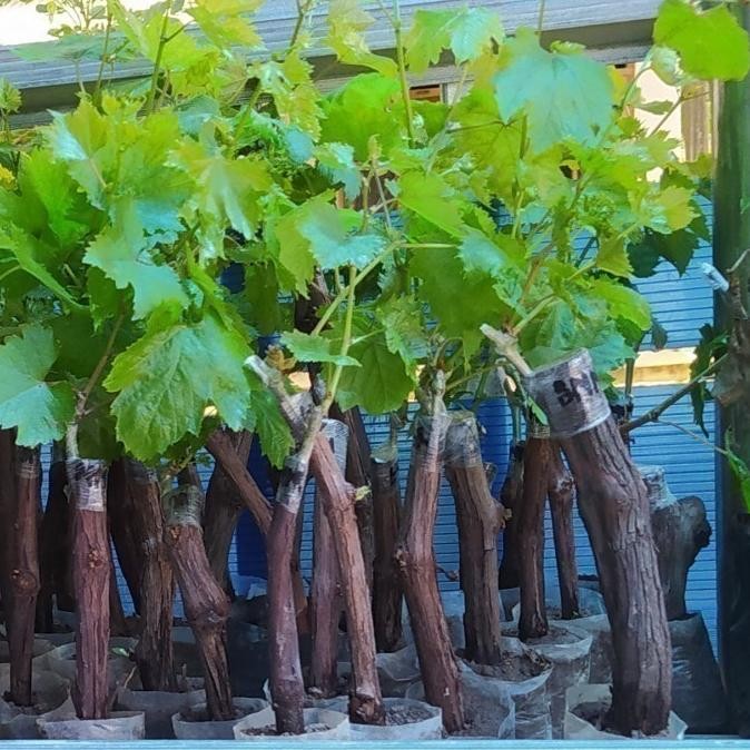 BARANG SUPER POHON Bibit Tanaman Buah Anggur Import Ninel cepat