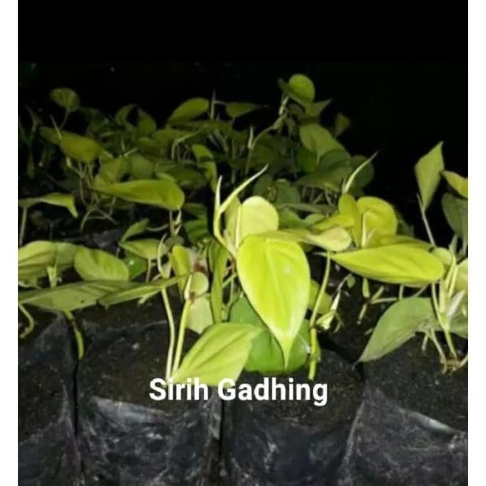 

Terlaris Bibit Tanaman Sirih Gading Emas Webypa 4415Vd