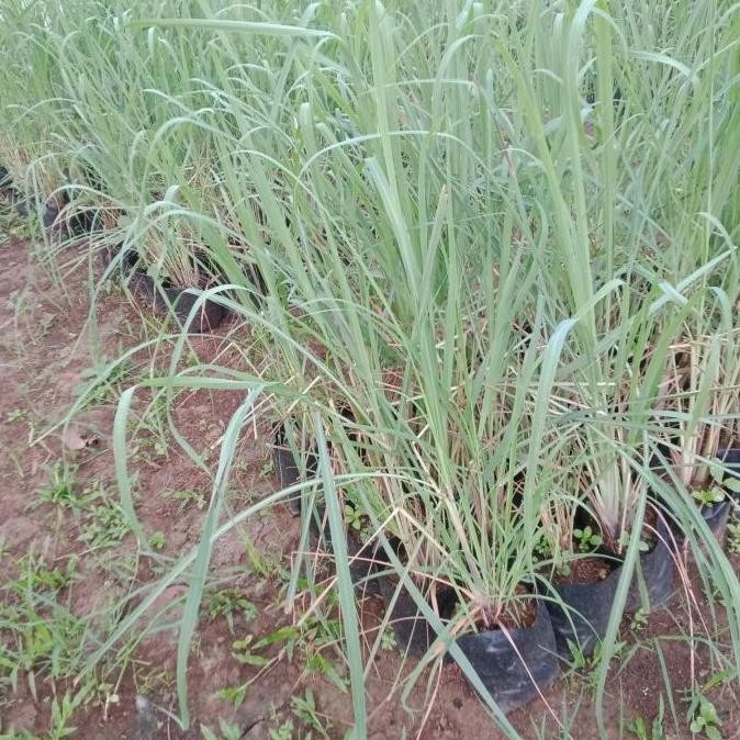 

Terlaris Bibit Tanaman Sereh Sayur - Pohon Akar Serai Bahan Bumbu Masak
