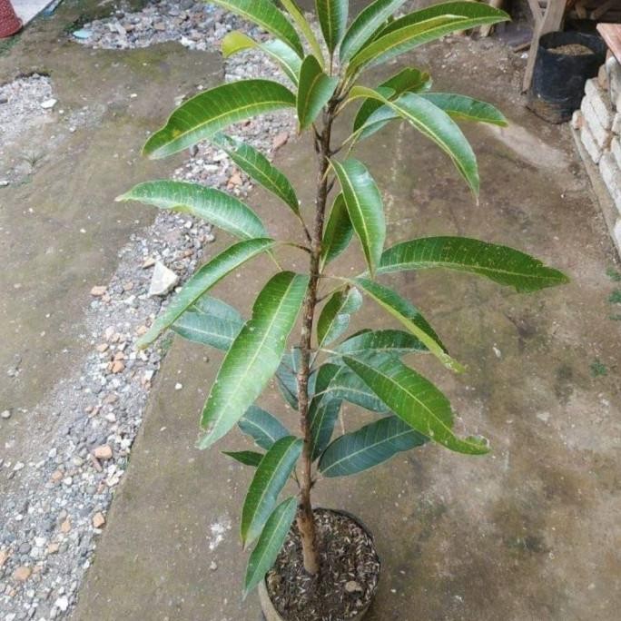 / bibit tanaman mangga miyaki 1 meter cepat berbunga PREMIUM