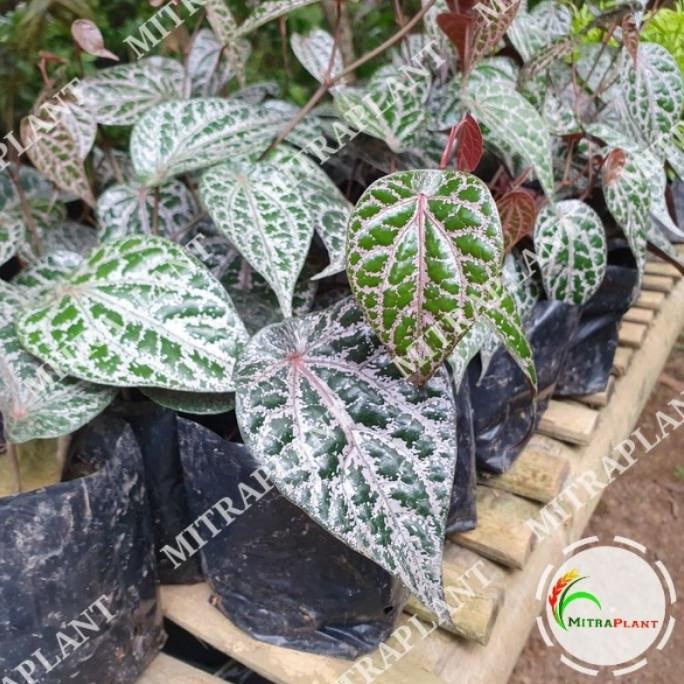 

Terlaris Bibit Pohon Sirih Merah - Tanaman Daun Sirih Merah - Tan Betydu 2148Wb
