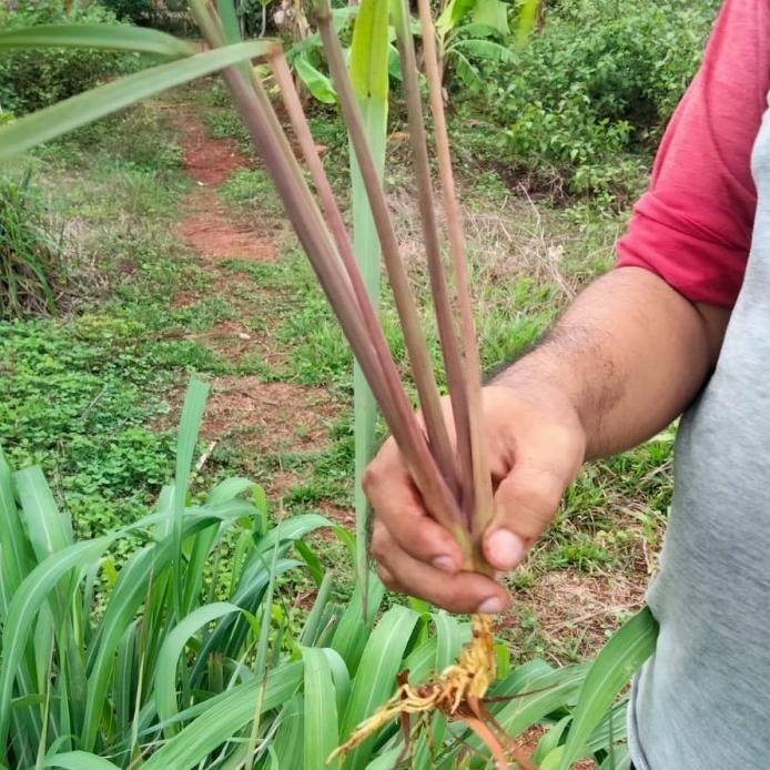 

Terlaris Tanaman Sereh Wangi Merah - Bibit Serai Minyak Pohon Herbal Berakar