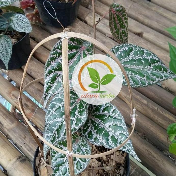 

Terlaris Bibit Sirih Merah Pohon Sirih Merah Bibit Daun
