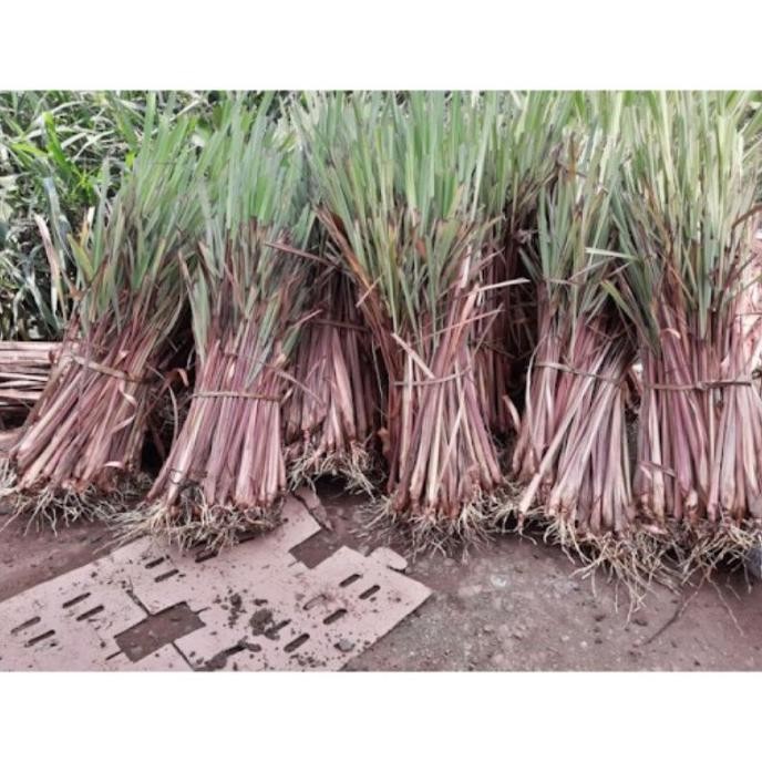 

Terlaris Sereh Merah 500 Gram Bibit Serey Wangi Dhnmay 6974Tz