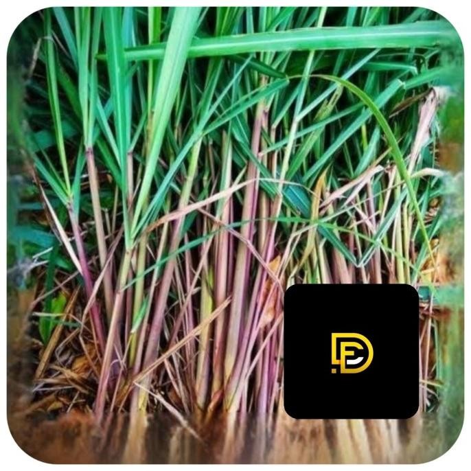 

Terlaris Terlaris Bibit Sereh Merah Bibit Sereh Wangi Sereh Lanang 1 Kg Ready Stock