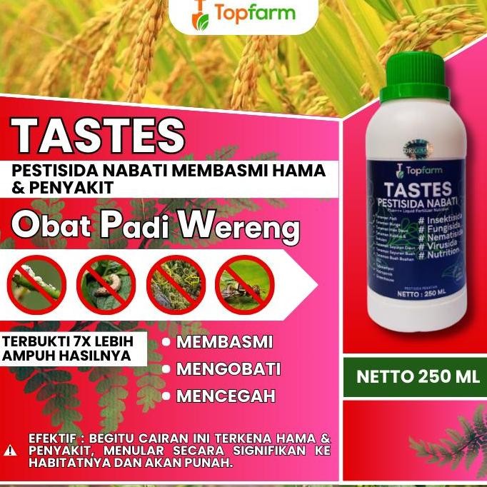 

Terlaris Pestisida Wereng Tanaman Padi / Pestisida Anti Hama Wereng Padi / Pestisida Pembasmi Wereng Padi Paling Ampuh / Pestisida Pembasmi Wereng Padi / Obat Wereng Pohon Padi / Obat Pencegah Hama Wereng Padi / Pestisida Tastes Mencegah Wereng Padi Dari