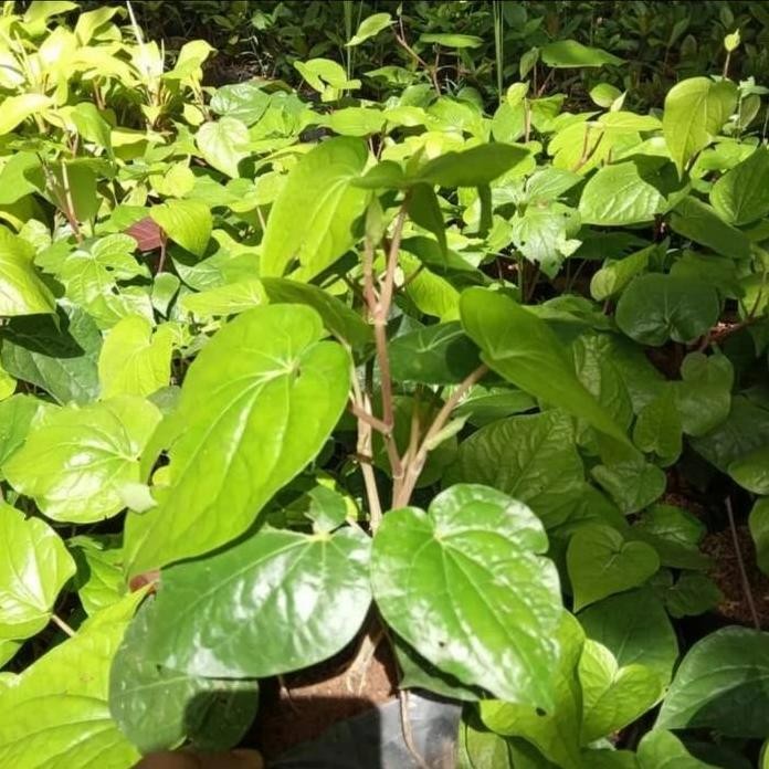 

Terlaris Bibit Tanaman Herbal Sirih Hijau / Tanaman Obat