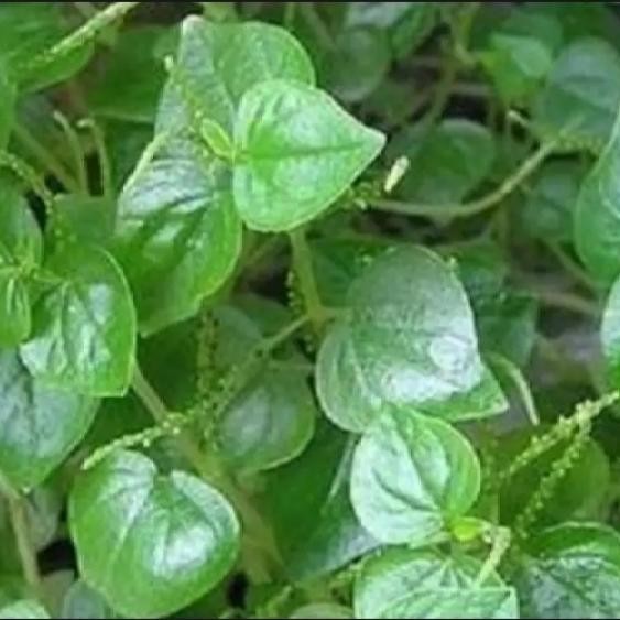 Terlaris Bibit Daun Sirih Cina