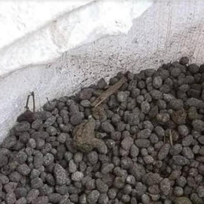 

Terlaris Pupuk Kandang Ta1 Kambing Murni Pupuk Penyubur Tanaman