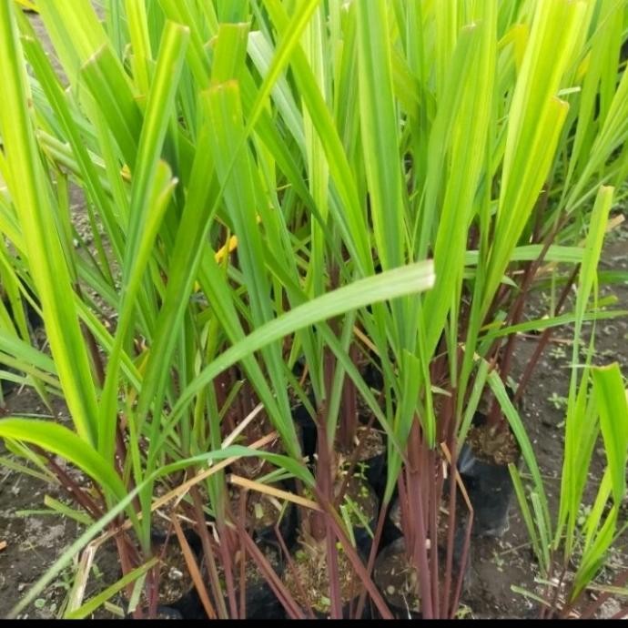 

Terlaris Bibit Tanaman Sereh Wangi Merah | Bibit Sereh Merah Obat Banyak Guna