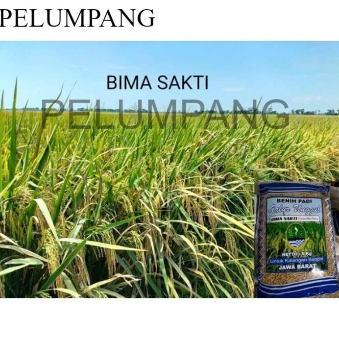 

Terlaris Padi Benih Padi Bima Sakti 5Kg
