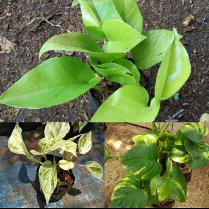 

Terlaris Bibit Tanaman Hias Gantung Sirih Gading Paket 3 Pohon