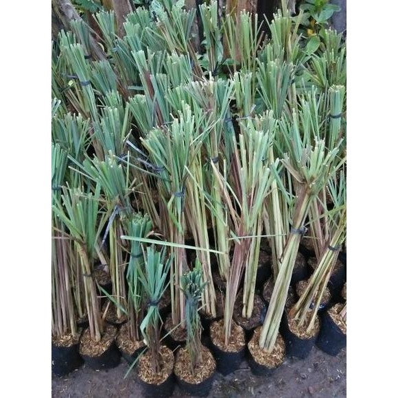 

Terlaris Ready Bibit Tanaman Sereh Wangi /Serai Wangi