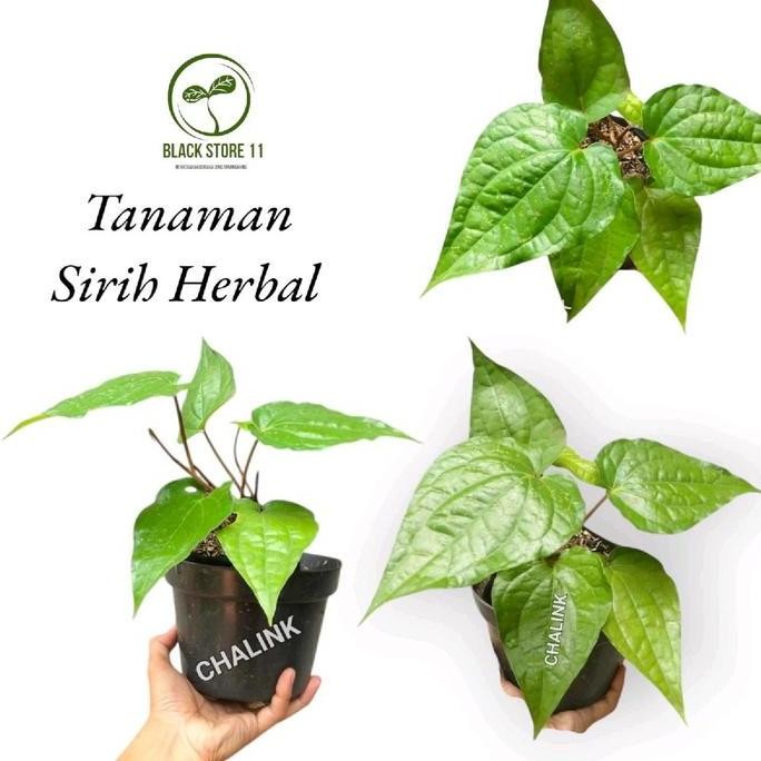 

Terlaris Bibit Tanaman Daun Sirih Hijau - Tanaman Herbal Sirih