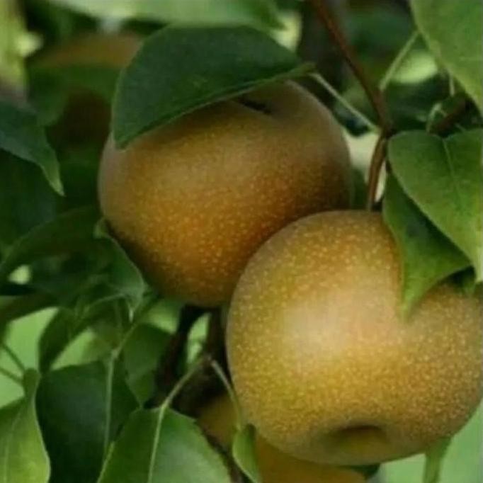 bibit tanaman buah pir cangkok pohon di dalam pot tabulampot ISTIMEWA