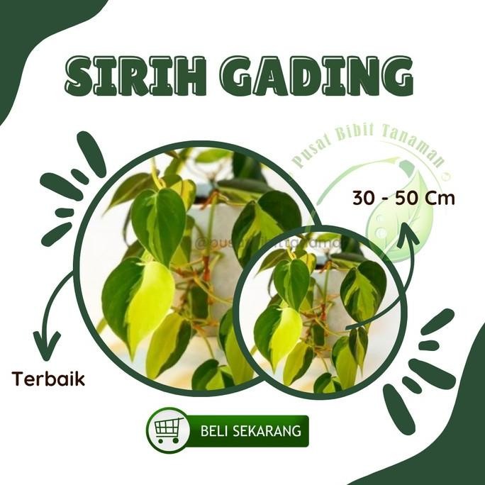 

Terlaris Bibit Sirih Gading Sirih Gading Tanaman Hias