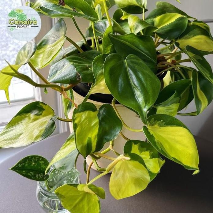 

Terlaris Bibit Tanaman Hias Rambat Sirih Brazil