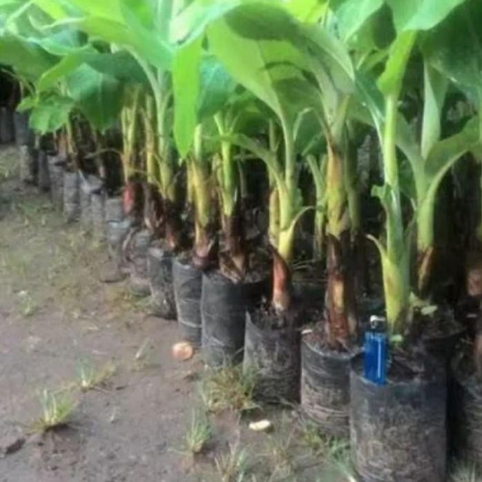 

Terlaris Pohon Bibit Tanaman Pohon Pisang Raja Sereh Aneka Pisang