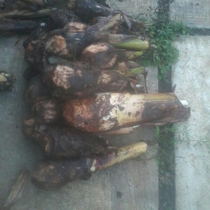 

Terlaris Bibit Tanaman Buah Pisang Raja Sereh / Pisang Susu A