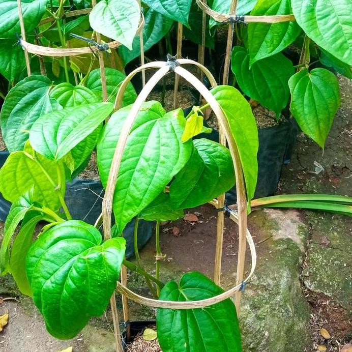 

Terlaris Bibit Tanaman Herbal Sirih Hijau/Tanaman Obat