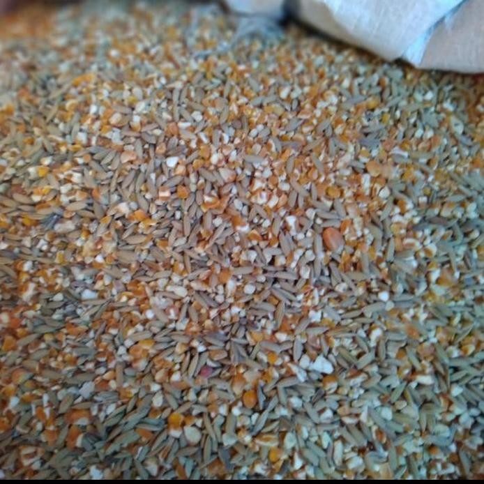 

Terlaris Jagung Pecah Campur Gabah Pakan Ayam Dewasa 1 Kg