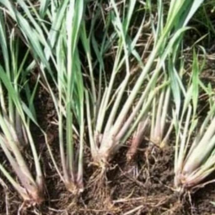 

Terlaris Bibit Tanaman Sereh Sayur 1 Polibek Isi 10-15Pohon